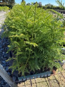 Cryptomeria Japonica 50 Seedlings